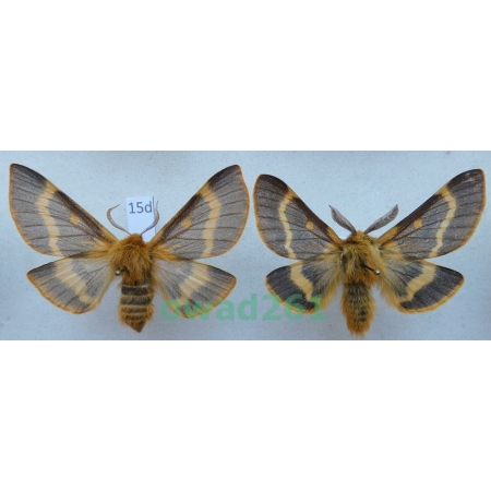 Lemonia dumi (Linnaeus, 1761) pair Slovakia15d